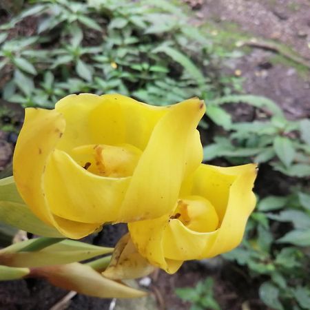Willa Refugio De Orquideas Oxapampa Zewnętrze zdjęcie