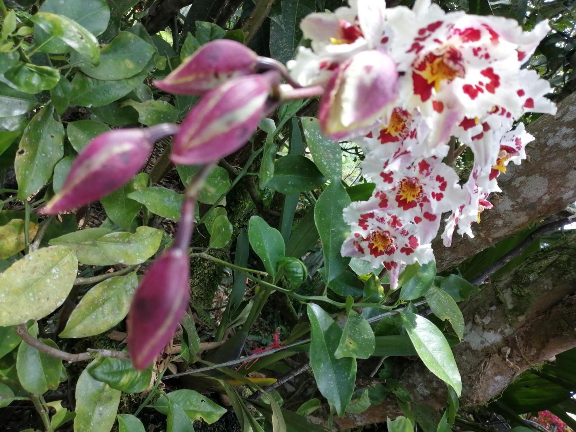 Willa Refugio De Orquideas Oxapampa Zewnętrze zdjęcie