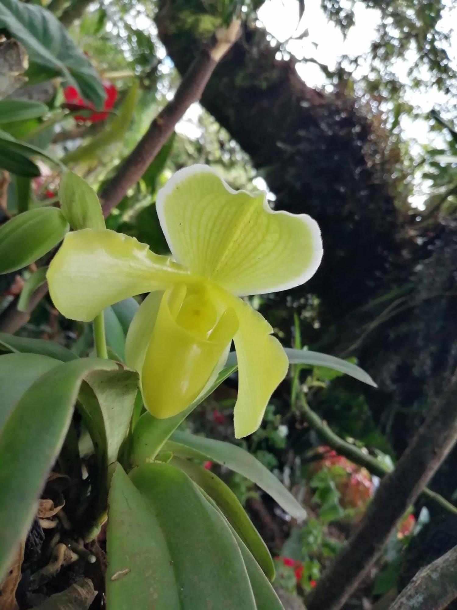 Willa Refugio De Orquideas Oxapampa Zewnętrze zdjęcie