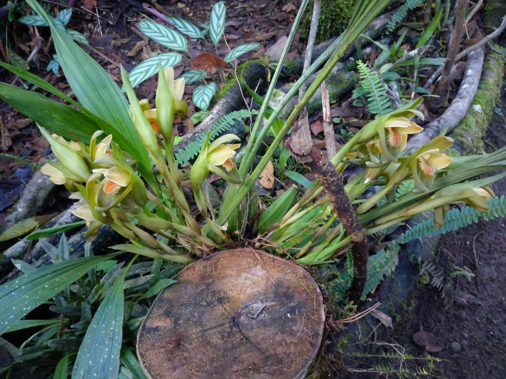 Willa Refugio De Orquideas Oxapampa Zewnętrze zdjęcie