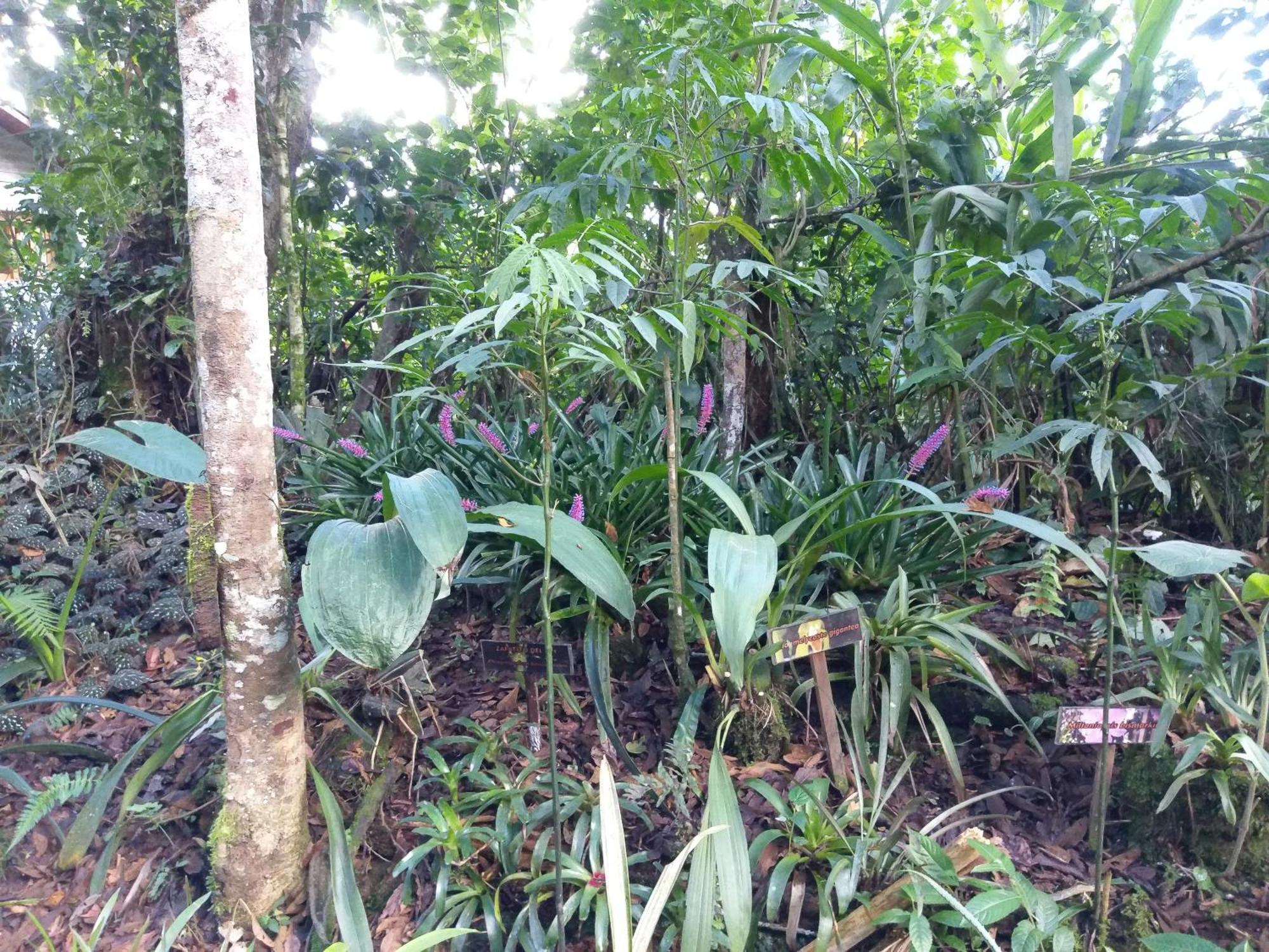 Willa Refugio De Orquideas Oxapampa Zewnętrze zdjęcie