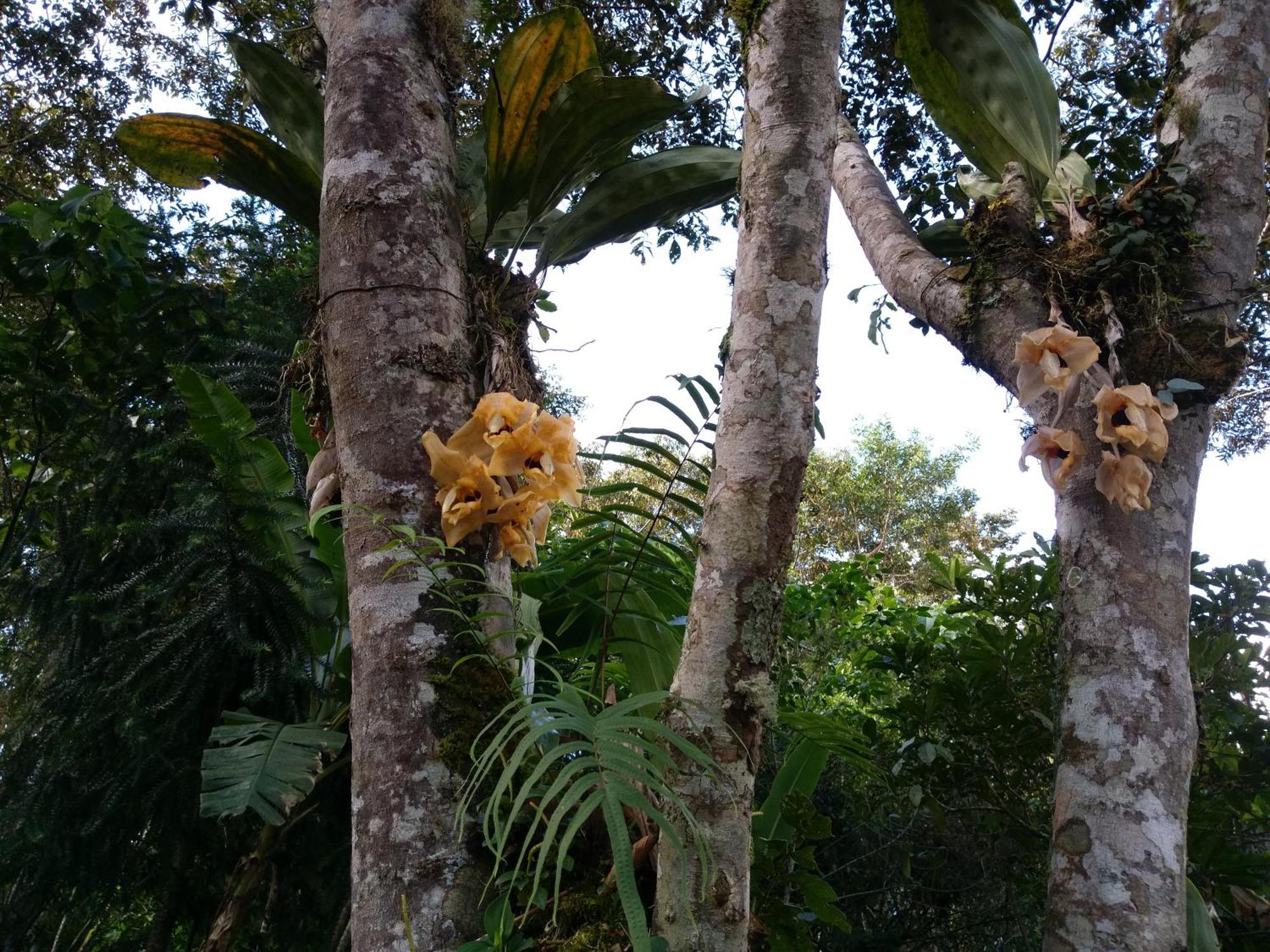 Willa Refugio De Orquideas Oxapampa Zewnętrze zdjęcie