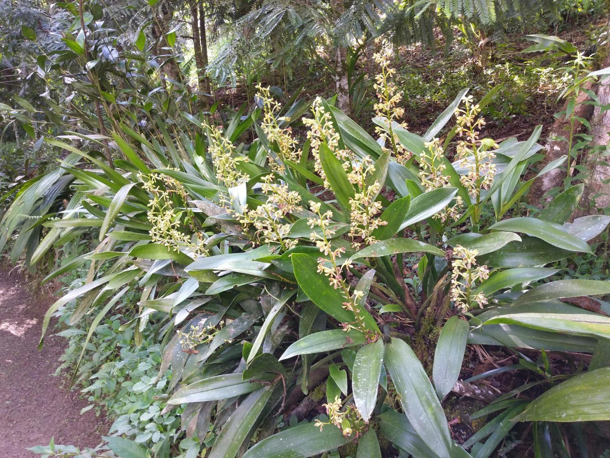 Willa Refugio De Orquideas Oxapampa Zewnętrze zdjęcie