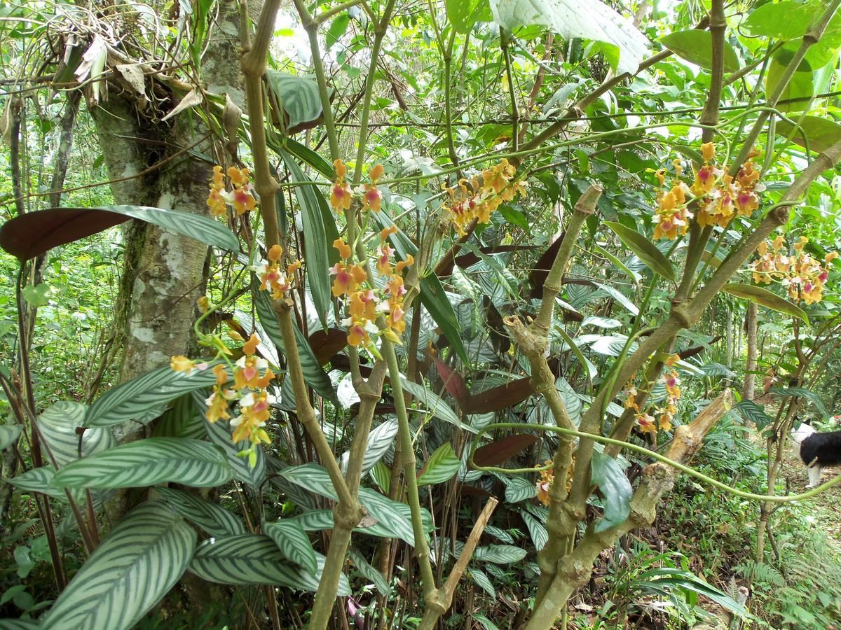 Willa Refugio De Orquideas Oxapampa Zewnętrze zdjęcie