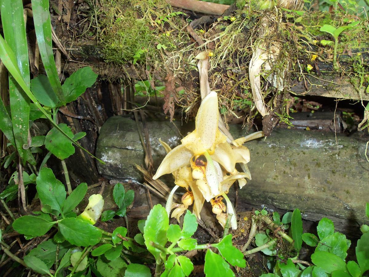 Willa Refugio De Orquideas Oxapampa Zewnętrze zdjęcie